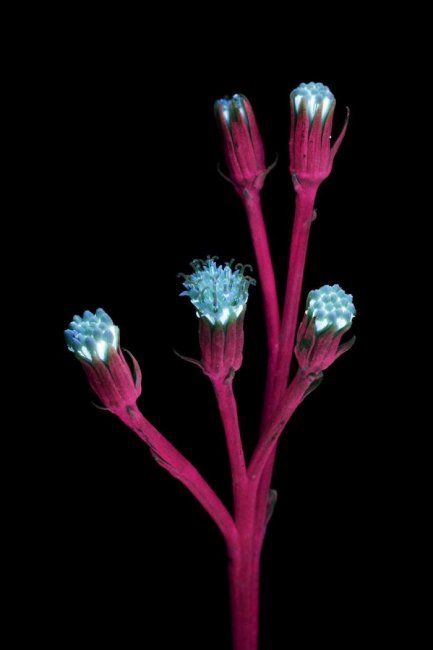 Фотографии цветов, освещённых ультрафиолетом