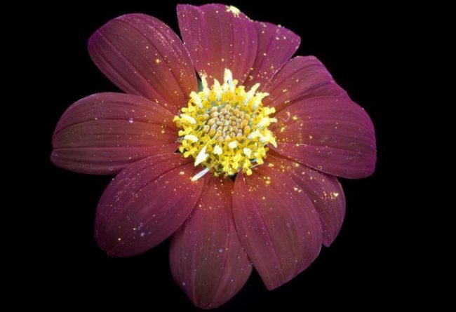 Фотографии цветов, освещённых ультрафиолетом