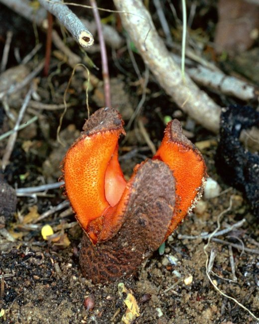 Африканская гиднора – одно из самых странных на вид растений