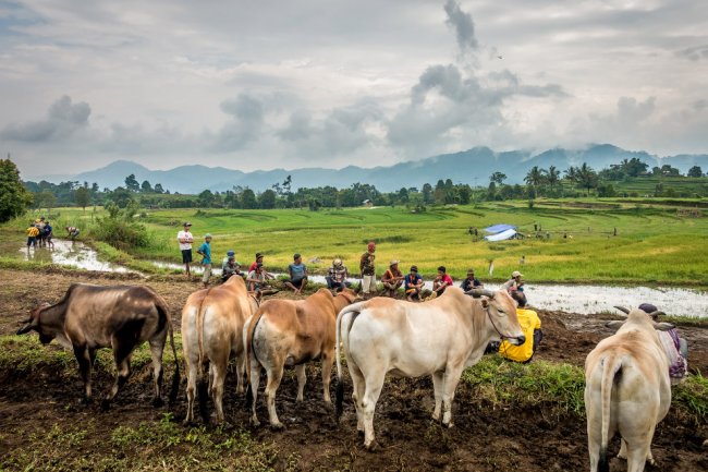 Гонки на быках в Индонезии