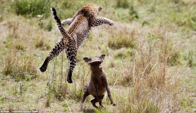 Виртуозы охоты: летающий леопард