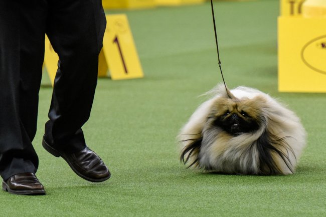 Выставка собак Westminster Kennel Club 2017