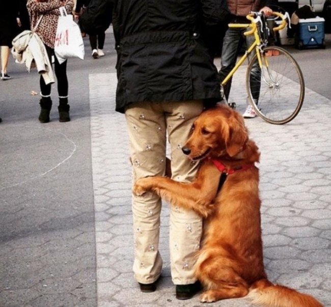 Собака-обнимака (9 фото)