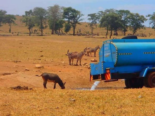 Спасение животных от засухи: мужчина ежедневно привозит воду в кенийский парк