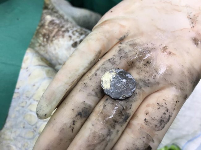 Ветеринары извлекли 5 кг монет из черепахи-копилки
