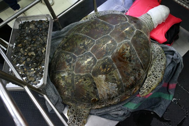 Ветеринары извлекли 5 кг монет из черепахи-копилки