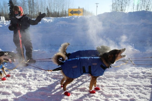 Гонки на собачьих упряжках на Аляске