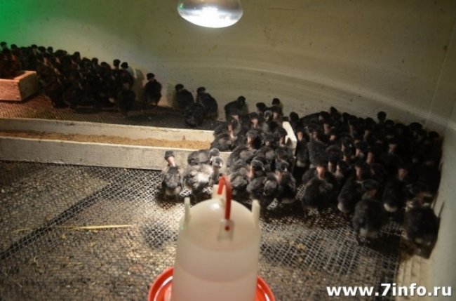 В Рязанской области готовят итальянские сыры и выращивают кур с чёрным мясом