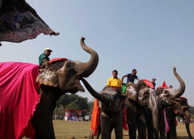 Конкурс красоты среди слонов (15 фото)