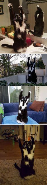 Странное поведение кошек (29 фото)