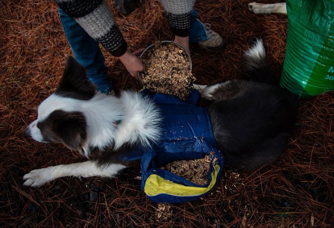 Как восстанавливают сгоревшие леса в Чили с помощью собак