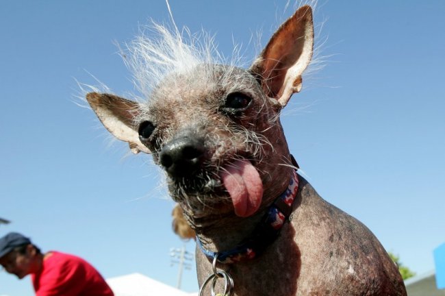 В Калифорнии выбрали самую несимпатичную собаку