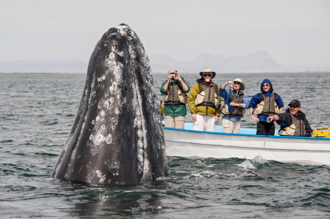 Ласковый серый кит