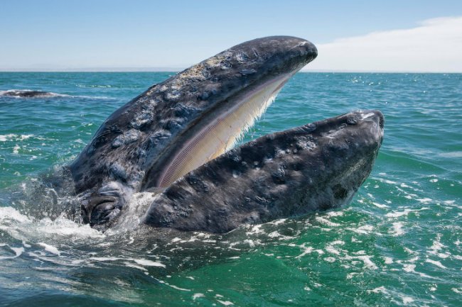 Самый дружелюбный кит