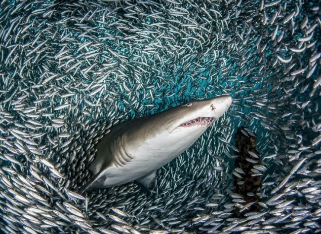 Акулы проплывают через косяк рыб
