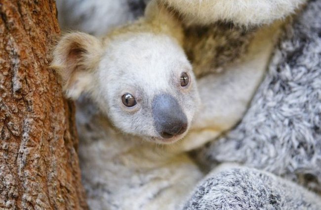 В австралийском зоопарке родилась коала с белой шерстью