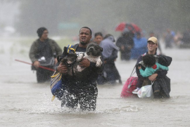 Спасение собак от урагана «Харви»