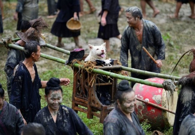 Фестиваль поклонения собакам в Китае