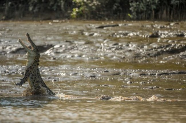 Быт австралийских охотников на крокодилов
