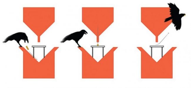 Голландские дизайнеры учат ворон собирать окурки