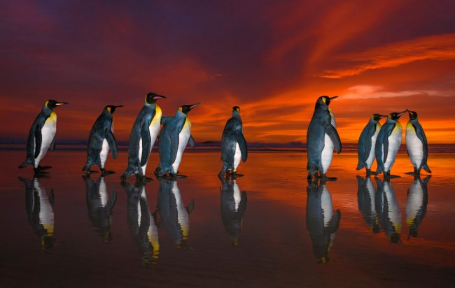Королевские пингвины на Фолклендских островах