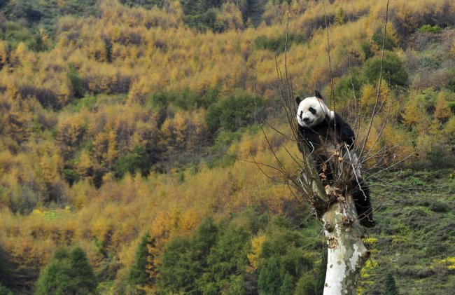 Уникальные резерваты большой панды