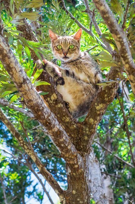Рай для кошек на Гавайях