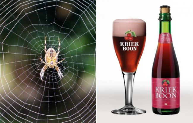Что объединяет бельгийское пиво и пауков?