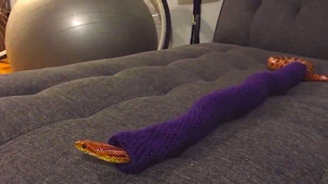 Необычный подарок: рождественский свитер для змеи