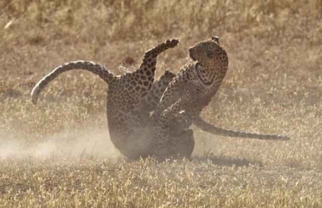 Схватка двух самок леопарда