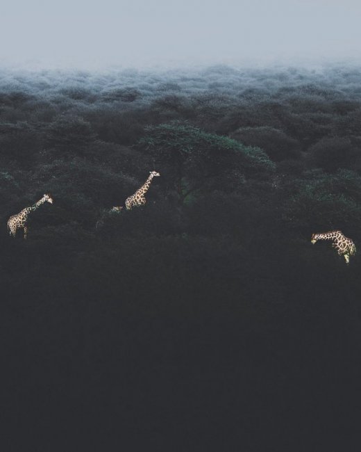 Природа и животные на снимках Донала Джеймса Бойда
