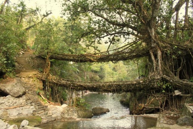 «Живые мосты» в Индии
