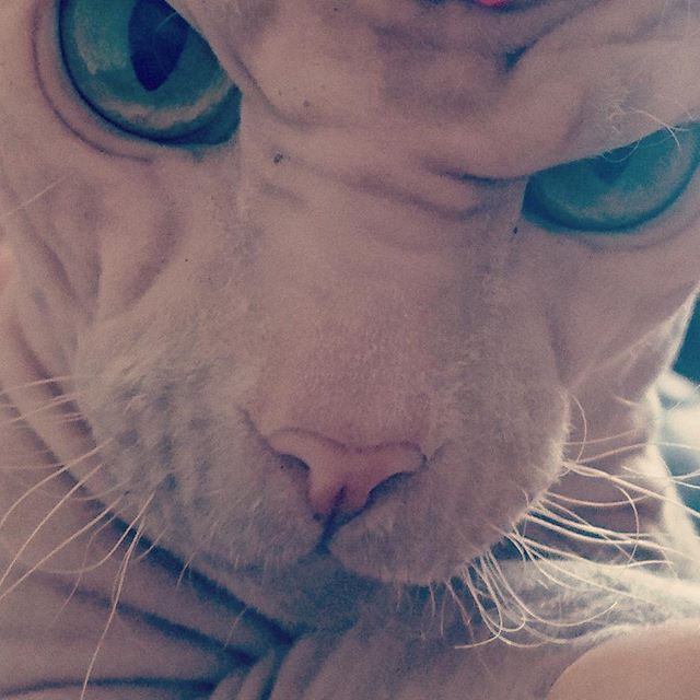 Лысый кот с суровым взглядом