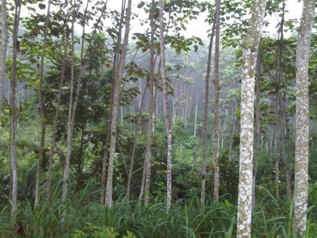 Бальза — самое легкое дерево в мире
