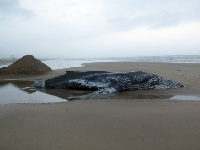 Спасение кита в Аргентине