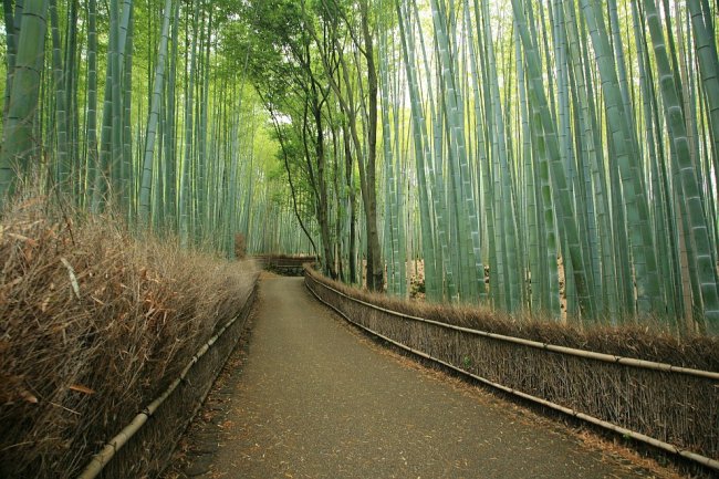 Знаменитая бамбуковая роща в Японии