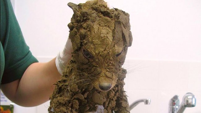 Рабочие подумали, что нашли грязного щенка на стройке, но когда они его почистили это оказался вовсе не щенок