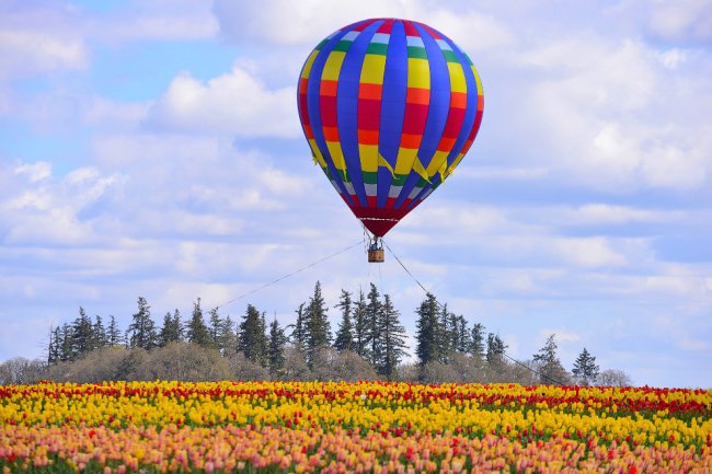 Фестиваль тюльпанов в Орегоне