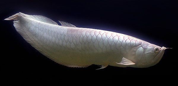 Самая дорогая рыбка в мире (6 фото)