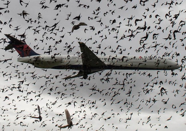 Крупнейшие катастрофы самолетов с участием птиц