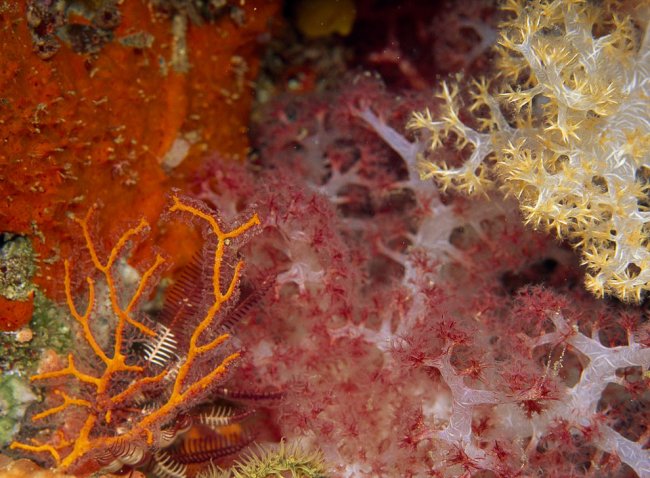 Кораллы — древнейшие существа на Земле