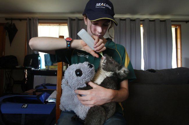 Как спасают животных в Австралии