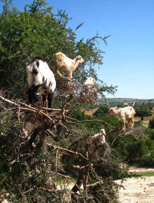 Козы из Марокко, которые умеют лазать по деревьям