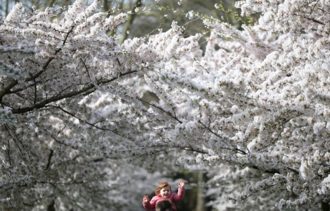 Весна пришла и зацвела сакура