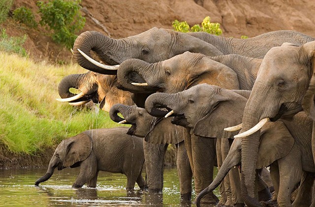 Мифы и правда о жизни слонов (4 фото)