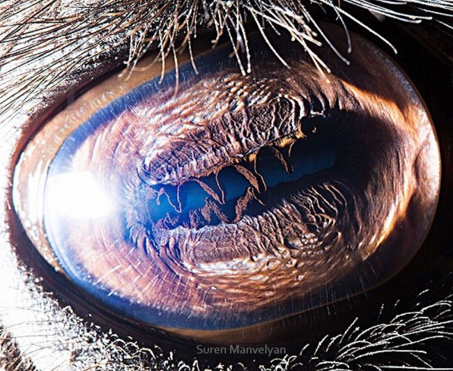 Фотографии глаз животных