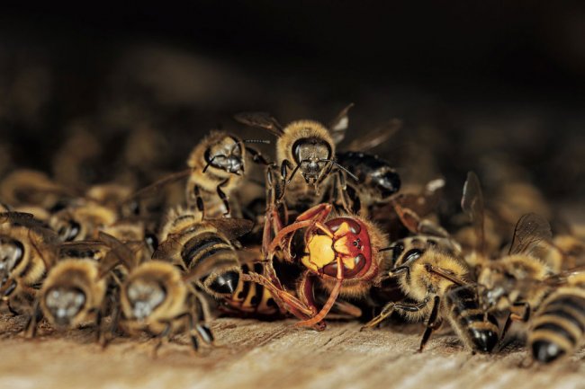 Тайны диких пчел: уникальные фотографии