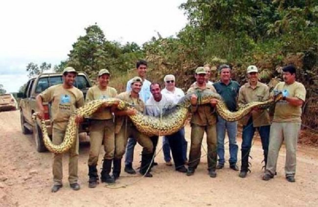 Самая длинная змея в мире