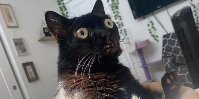 Черная лупоглазая кошка стала мэром «Ада»