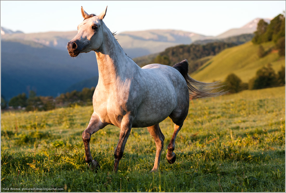 Черкесская лошадь. Карачаево-Черкесская лошадь. Арабо карачаевская порода лошадей. Карачаево-Черкесия край скакунов. Карачаево-Черкесия порода лошадей.